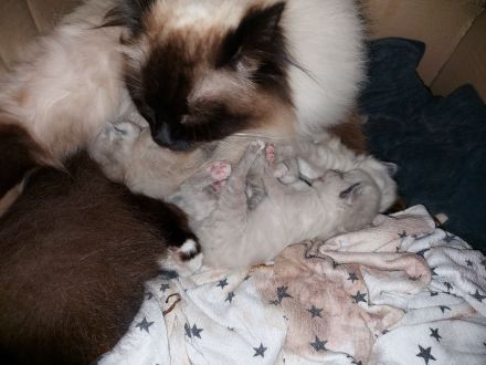 Heilige Birma Kitten