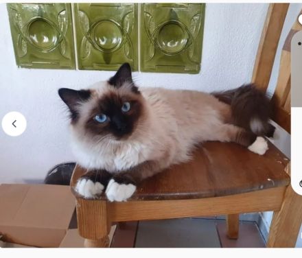 Heilige Birma Kitten