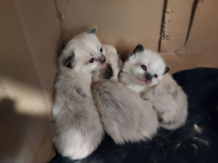 Heilige Birma Kitten