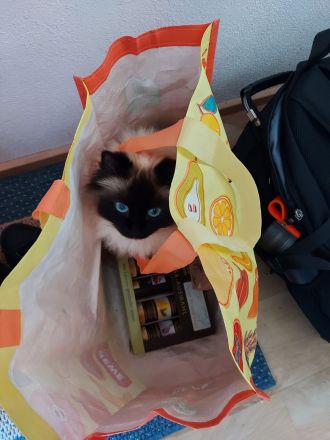 Heilige Birma Kitten