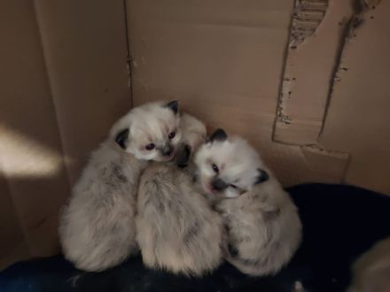 Heilige Birma Kitten