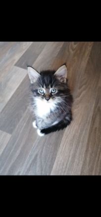 Maine Coon/Norweger Geschwisterpaar suchen zusammen