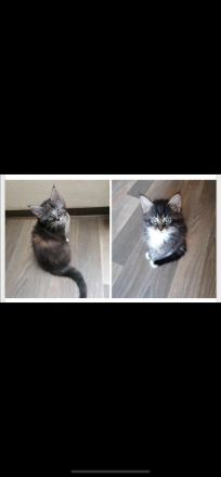 Maine Coon/Norweger Geschwisterpaar suchen zusammen