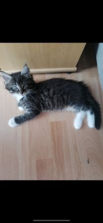 Maine Coon/Norweger Geschwisterpaar suchen zusammen