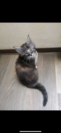 Maine Coon/Norweger Geschwisterpaar suchen zusammen