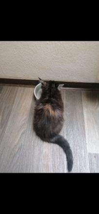 Maine Coon/Norweger Geschwisterpaar suchen zusammen