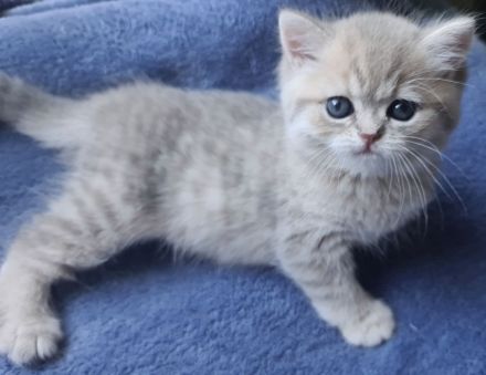 Reinrassige BKH Kitten