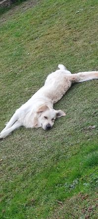 Golden Retriever Deckrüde kein Verkauf