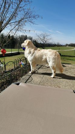 Golden Retriever Deckrüde kein Verkauf
