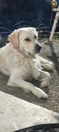 Golden Retriever Deckrüde kein Verkauf