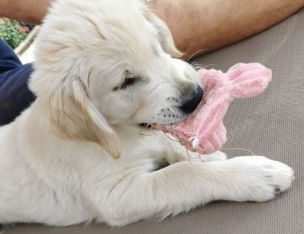Golden Retriever Deckrüde kein Verkauf