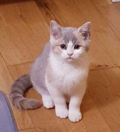 British Kurzhaar Kätzchen suchen ein neues Zuhause