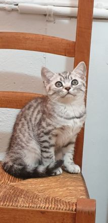 British Kurzhaar Kätzchen suchen ein neues Zuhause