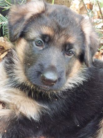 Altdeutscher schäferhund welpen langstock haar vorbestellen