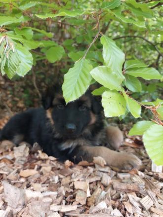 Altdeutscher schäferhund welpen langstock haar vorbestellen