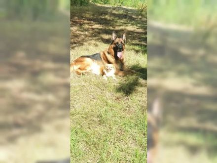 Altdeutscher schäferhund welpen langstock haar vorbestellen