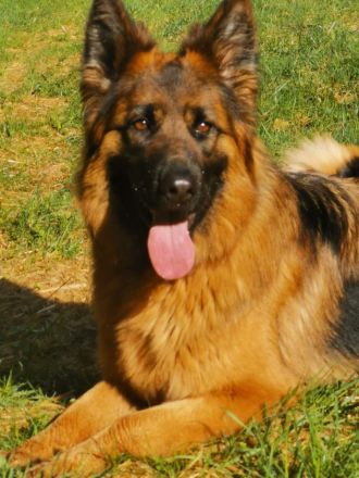 Altdeutscher schäferhund welpen langstock haar vorbestellen