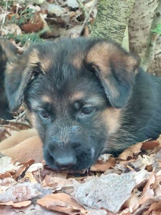 Altdeutscher schäferhund welpen langstock haar vorbestellen