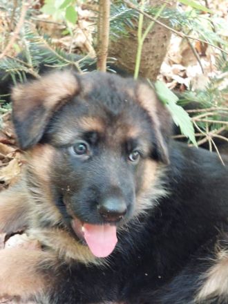 Altdeutscher schäferhund welpen langstock haar vorbestellen