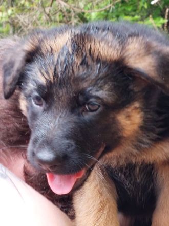 Altdeutscher schäferhund welpen langstock haar vorbestellen