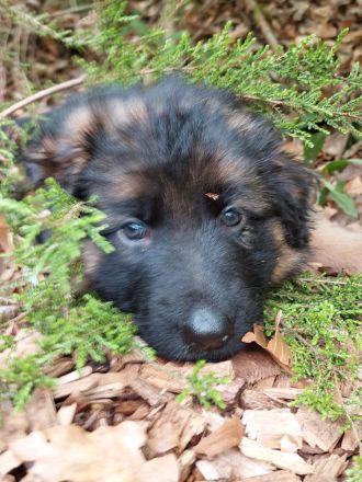 Altdeutscher schäferhund welpen langstock haar vorbestellen