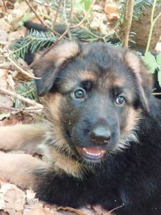 Altdeutscher schäferhund welpen langstock haar vorbestellen