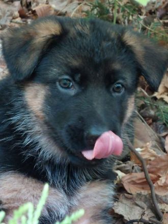 Altdeutscher schäferhund welpen langstock haar vorbestellen