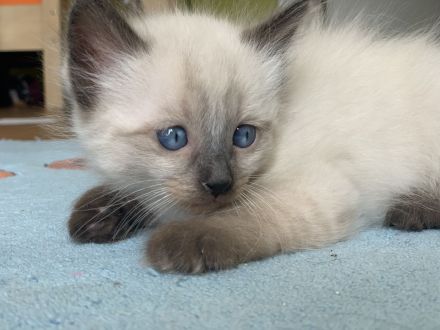 Siam Thai Kitten
