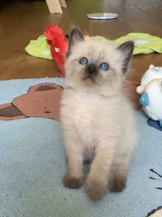 Siam Thai Kitten