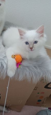 Heilige Birma Kitten in Lilac Tabby Mädchen und Junge