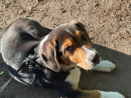 Aussie-Beagle Welpe Balu sucht neues Zuhause