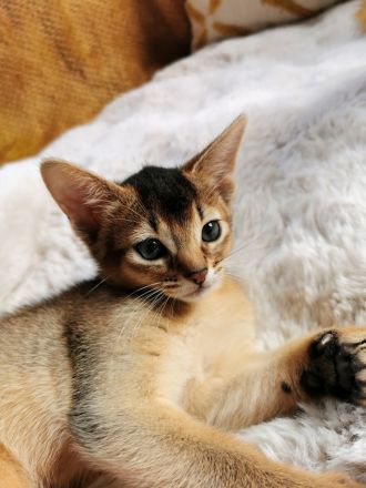 Abessinier Kitten - Katzenbabys