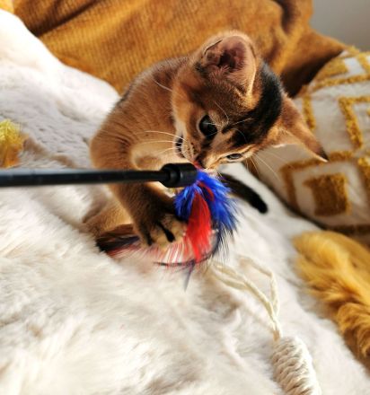 Abessinier Kitten - Katzenbabys