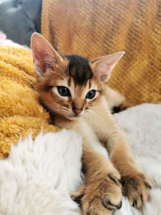 Abessinier Kitten - Katzenbabys