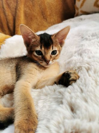 Abessinier Kitten - Katzenbabys