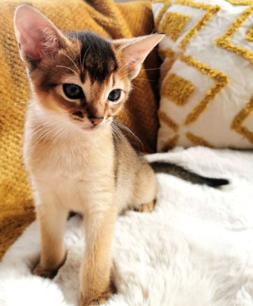 Abessinier Kitten - Katzenbabys