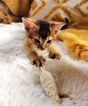 Abessinier Kitten - Katzenbabys