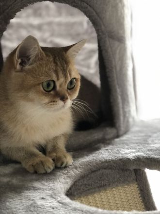 BKH Reinrassige kitten Gold Farbe