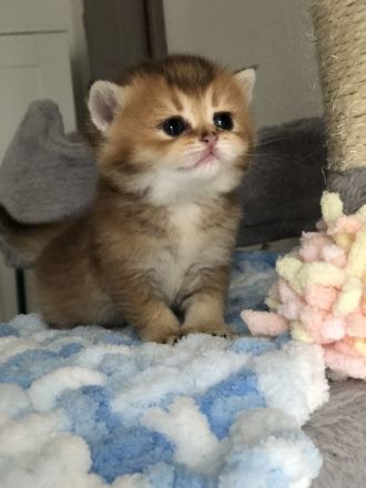BKH Reinrassige kitten Gold Farbe