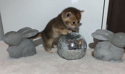 BKH Reinrassige kitten Gold Farbe