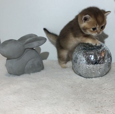 BKH Reinrassige kitten Gold Farbe