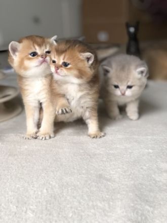 BKH Reinrassige kitten Gold Farbe