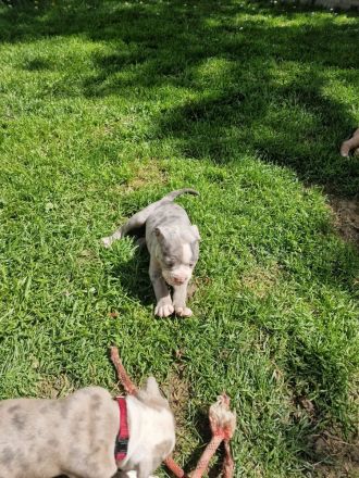 Old english Bulldogge