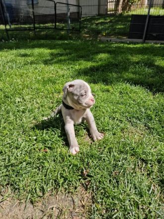 Old english Bulldogge