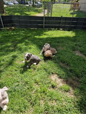 Old english Bulldogge