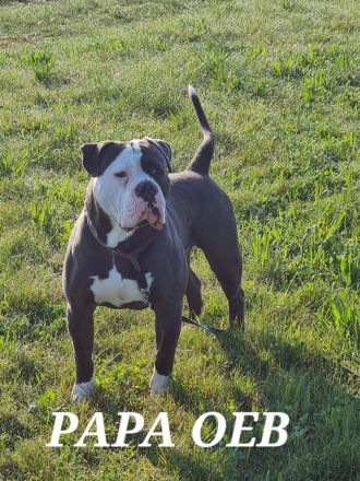 Old english Bulldogge