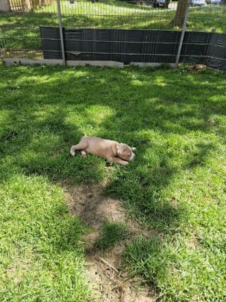 Old english Bulldogge