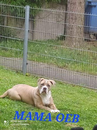 Old english Bulldogge