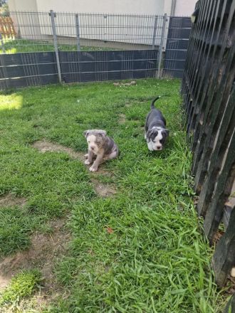 Old english Bulldogge