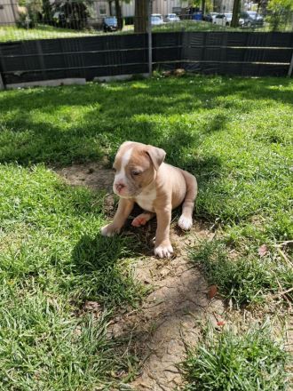 Old english Bulldogge